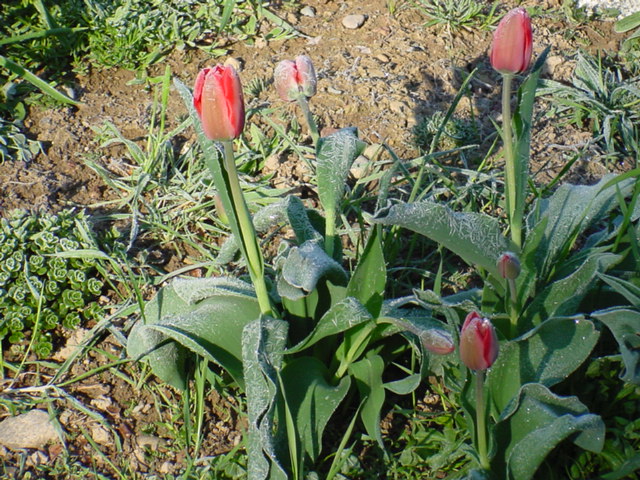 The ice on the tulips was impressive, cold.