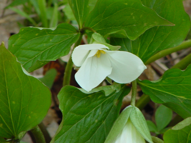 The trillium are up and dominating the forest floor.