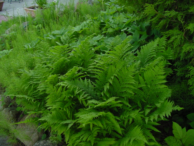 The ferns are back in force.