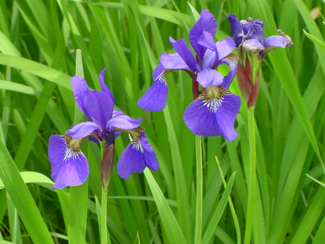 The trillum are gone,but other species have sprung up to add color to the area.