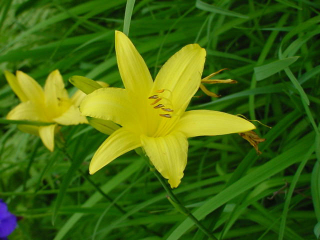 There are yellow ones too.