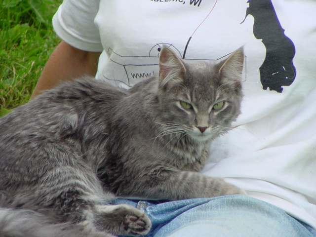 During the deck work, we were adopted by a very friendly cat (kitten really).  The strangely affectionate, almost dog-like beastie clung to us all weekend.