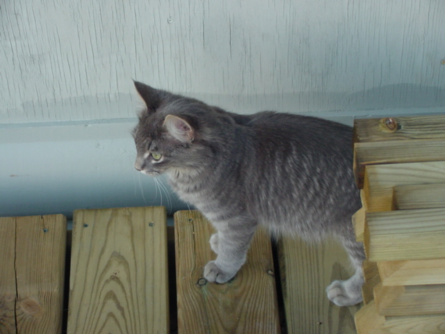 There is a kitten that has infested the bar area for a few weeks now.  If anyone wants a gray, green eyed, ultra affectionate cat, just show up anytime during the weekend of the 4th of July.
