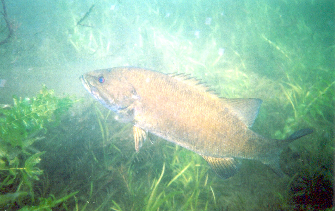 The big bass are active.  This guy was over 20 inches long and hungry looking.