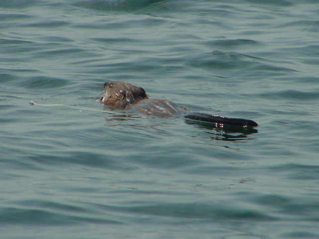 A muskrat was spotted several times on the north end.  They don't make good pets.