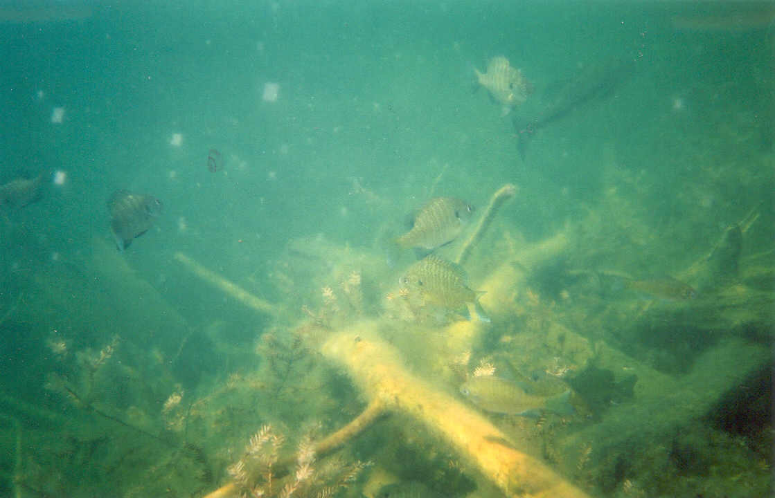 The fish stayed below the surface of the lake the whole time.