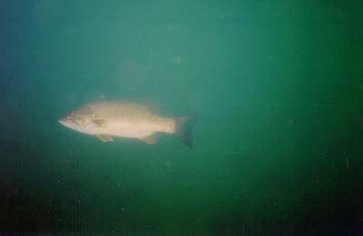 The game's only drawback is it gets old fast for both me and the fish.