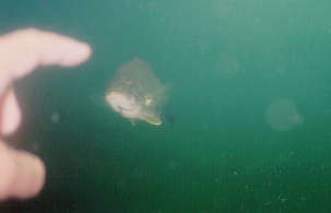 One of my favorite fish games, "finger or worm?", was quite the hit with the smallmouth on the north shore.