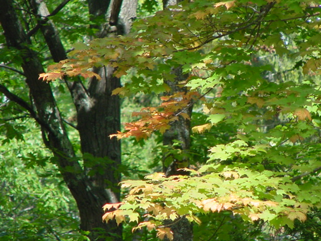 There are signs of fall in the trees and the air by the time we left on Monday.  We'll be back soon to finish preparing the shore for winter and crunch through the fallen leafs.<br><br><br>-Nemo
