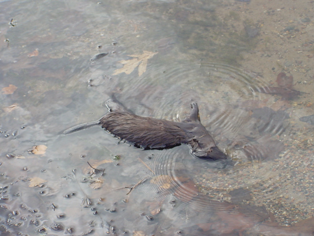 The muskrat that has been spotted all summer and fall was found on the shore being particularly non-frisky.