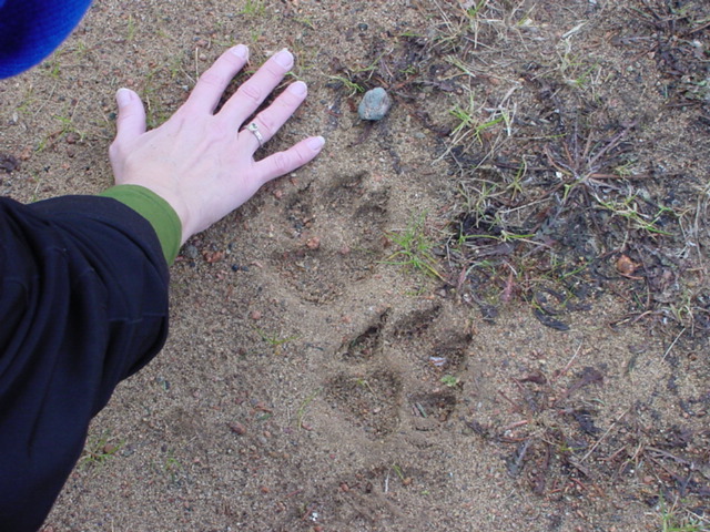 Larger critters have been leaving paw prints in the sand on the north end of the lake.  I would guess a bear, monster, or really big puppy.