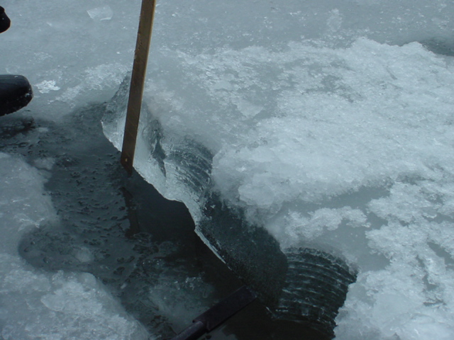 Despite the warmer temperatures, the ice is over 8 inches thick.