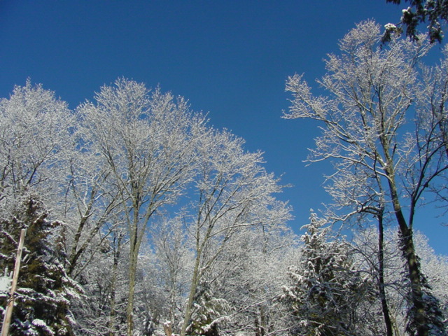 The snow that fell on Monday morning was very sticky.  It stuck to trees, power lines, and anything else left outside.