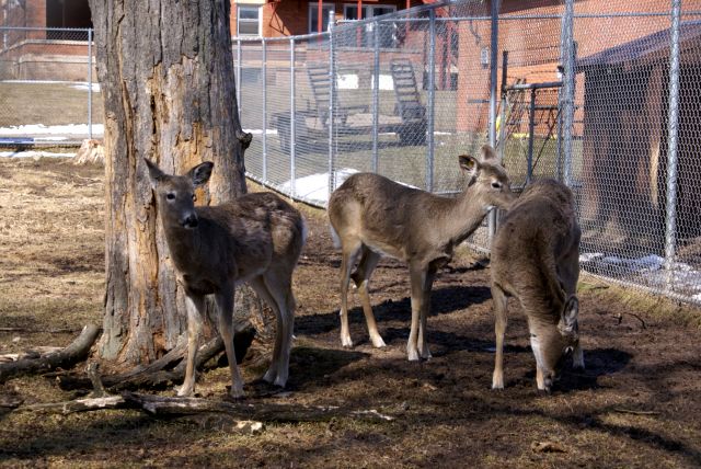 The pens behind the courthouse are filled with deer.  The animals seemed more curious about us then we turned out to be about them.