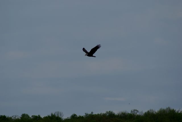 The birds are back.  This eagle was crusing the north end of the lake on Saturday.