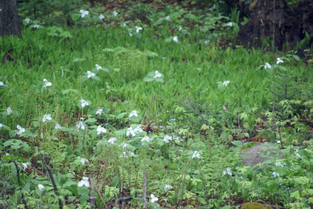 The trillium still cover the forest floor but peak season for them is over.  Many blooms are turning purple and losing their petals.