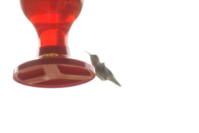 Hummingbirds have returned to the feeders.