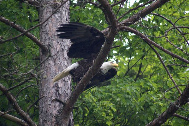 An eagle has been hunting the north end of the lake all spring.  This big bird frequently sits in a pine overlooking our deck and seems to be watching us which makes me wonder: Is it safe to be losing weight on the north end?  It would truly be ironic to be losing weight to live longer only to get an obit that reads "carried of by an eagle while enjoying the northwoods."