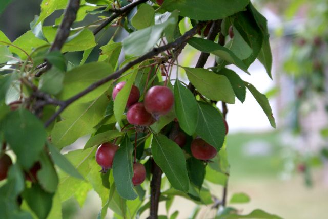 Signs of fall are popping up around the lake.  The crabapples are ripe and ready for whatever one does with crabapples.