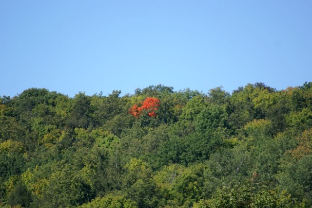 Most trees are still very green, but a few are displaying "peak" color.