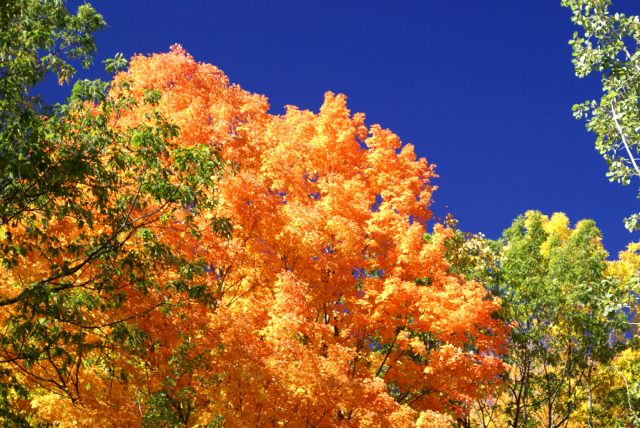 Peak or not, the colors were fantastic.