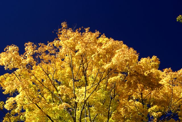 It has been awhile since the northwoods have exploded with such a spectacular display.