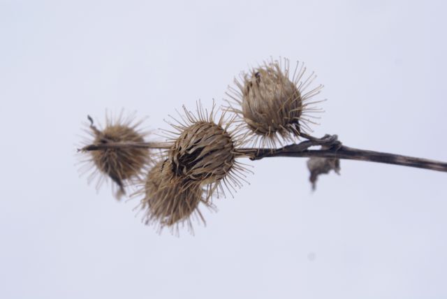 While hiking the paths to the sugarbush, we found that the burdock is plentiful, clingy.