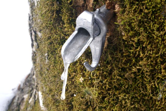 The taps put in place on Friday were not flowing very well.  The cold night had formed sap-cicles.