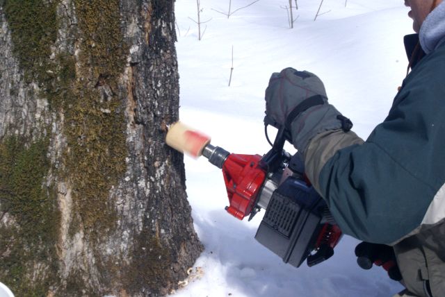 Despite unseasonablely cool weather, xLt had the gas powered drill fired up and was holing trees at a rate that would have enraged any Ents in the area.