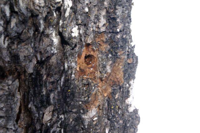 The skeptics were silenced when sap dribbled from the fresh holes.