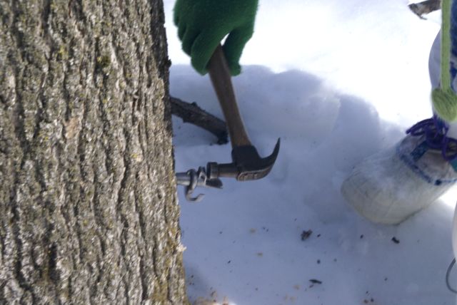 Spiles were gently tapped into the hole and buckets and covers added.