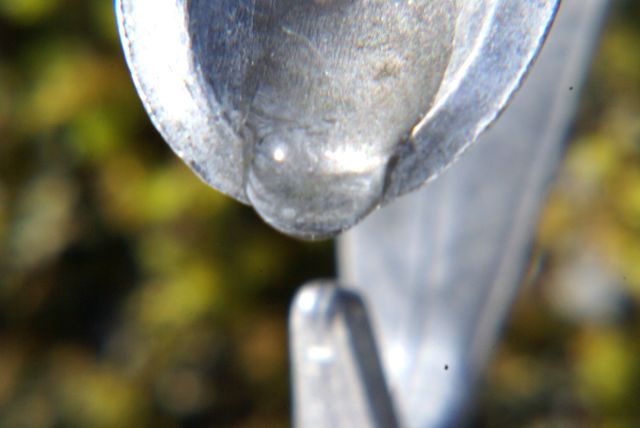 Drops of sap soon covered the bottom of the buckets.