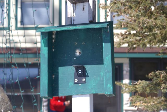 A short while later, an insolent device was subject to a hard reset.  The procedure failed to quash the cheekiness of the device so it's off to Toshiba with it.  Next weekend, while this rude camera gets it's comeuppance, a well mannered Panasonic webcam will be brought on-line in the now vacant shelter.