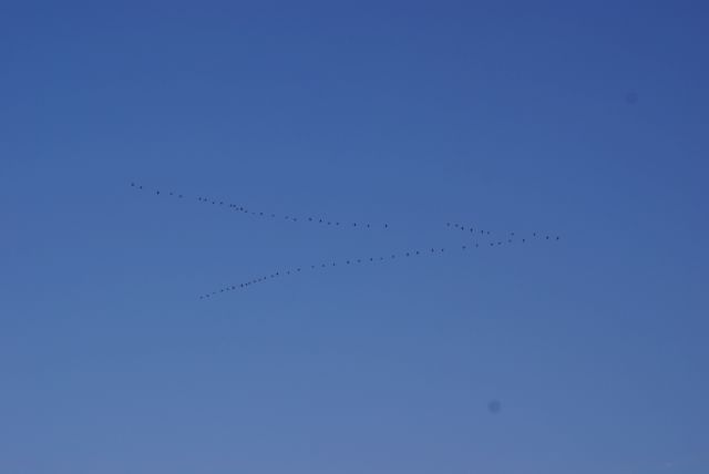 Large, noisy flocks of geese going north populated the skies over the lake on Sunday.