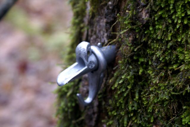 Hours were spent pulling taps from the trees...