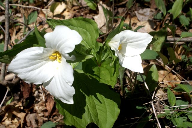 The trillium are peaking.  Patches of white are all over the forest floor.
