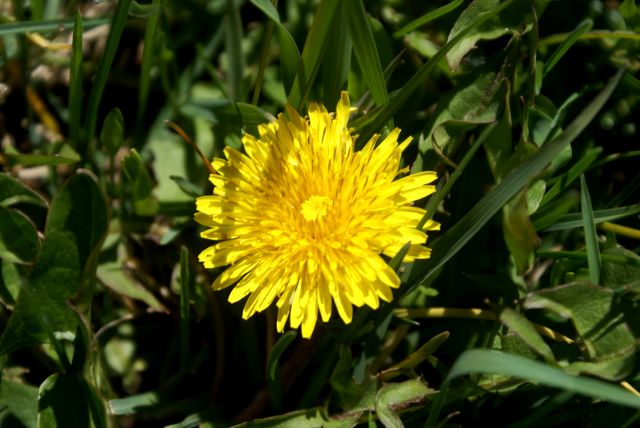 Other flowers are out as well.