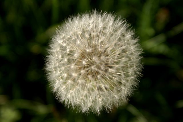 When the wind picks up, the air is full of the white cottony seeds.