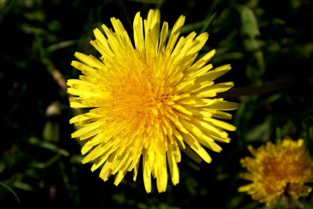 Dandelions.  We have many on the north end of the Lake.