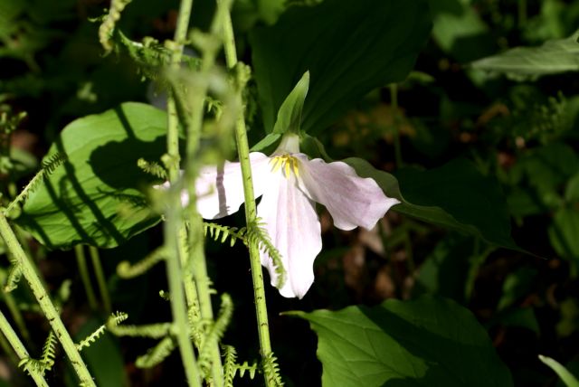 The trillium are just past peak.  They'll be gone in a week or two.