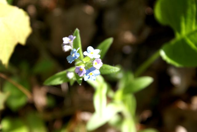 The small blue flowers also cover large areas of the north end.