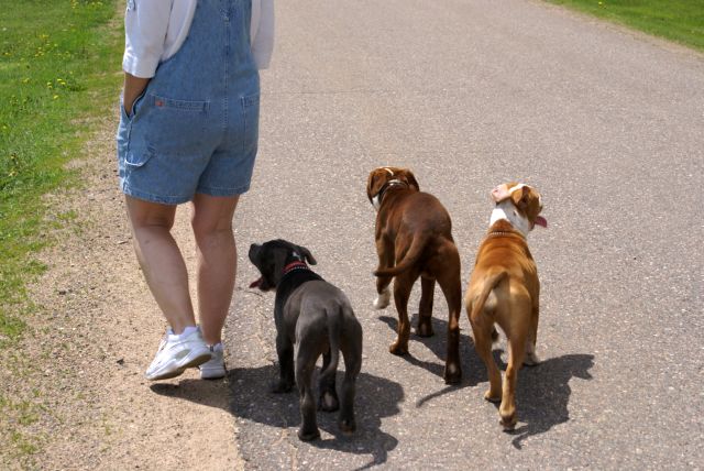 On Sunday morning, after much grass cutting, we were joined on a walk by a pack of puppies.