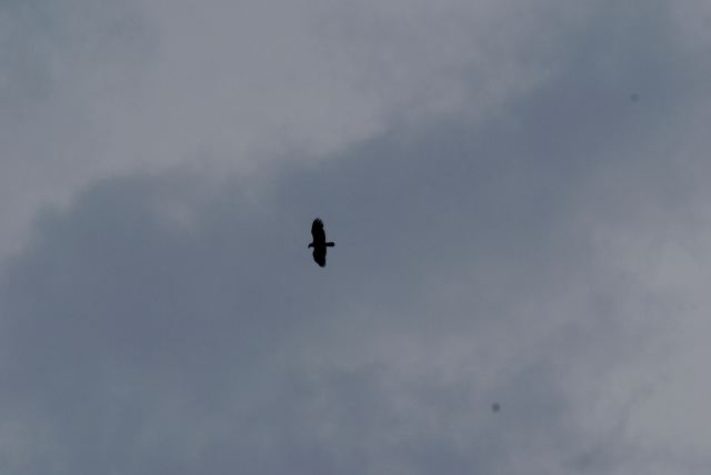 A large eagle hunted the north end all weekend.