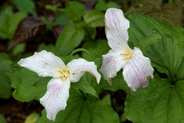 The trillium season is near the end.