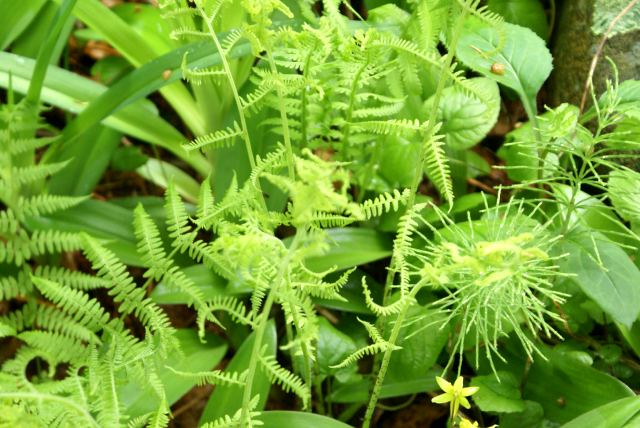The rain helped the explosion of ferns on the shores and in the woods.