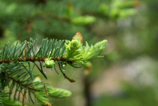 Plenty of new growth on the pines too.