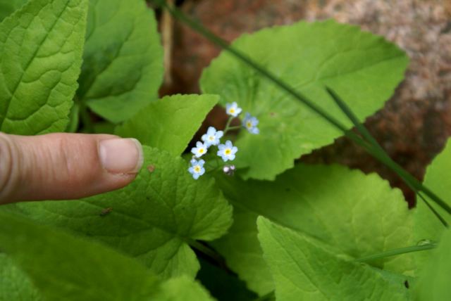 Other flowers of somewhat lesser size are prevalent.