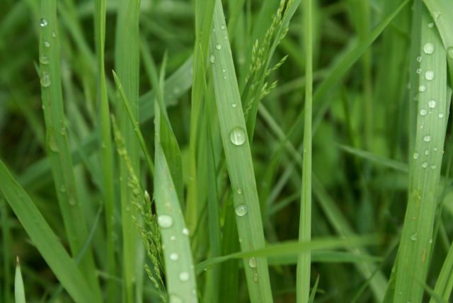 The droplets on the plants did not burn off under the cloudy skies.  The inflow from the surrounding area could push the lake up further, but don't count on it.