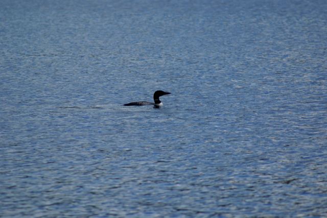 And there were loons.  Both the water fowl kind and the cutting and hauling firewood during the hotter days of the year for the next maple syrup season kind.