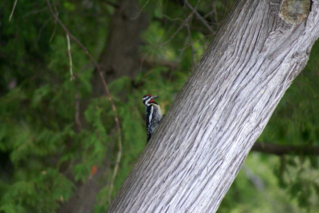 Winged wildlife was all over the north end of the lake.  There were woodpeckers...